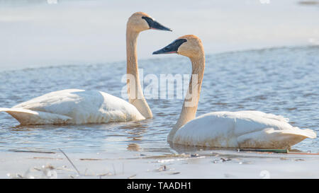 A pair of trumpeter swans on a beautiful sunny spring / late winter day - taken in the Crex Meadows Wildlife Area in Northern Wisconsin Stock Photo