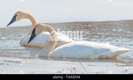 A pair of trumpeter swans on a beautiful sunny spring / late winter day - taken in the Crex Meadows Wildlife Area in Northern Wisconsin Stock Photo