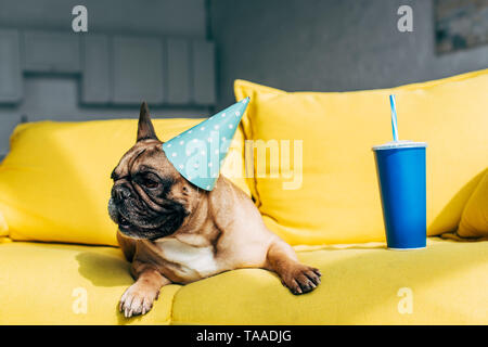 cute french bulldog in dotted party cap lying near disposable cup with straw on yellow sofa Stock Photo