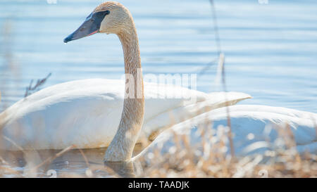 Trumpeter swan individual swimming -  taken during the early Spring migrations at the Crex Meadows Wildlife Area in Northern Wisconsin Stock Photo