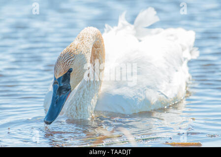 Trumpeter swan individual swimming -  taken during the early Spring migrations at the Crex Meadows Wildlife Area in Northern Wisconsin Stock Photo