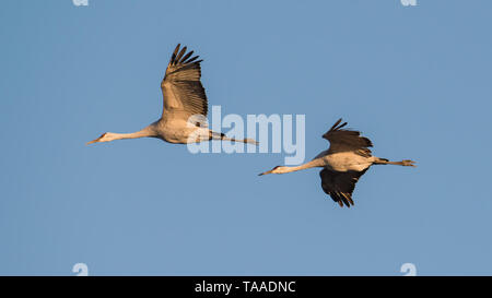 A pair of sandhill cranes in flight at dusk / sunset during fall migrations at the Crex Meadows Wildlife Area in Northern Wisconsin Stock Photo