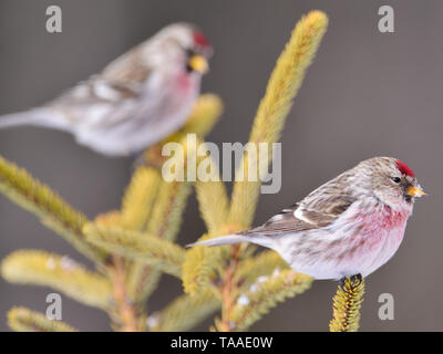 Common redpolls perched on coniferous evergreen tress in winter in the Sax-Zim Bog in Northern Minnesota Stock Photo