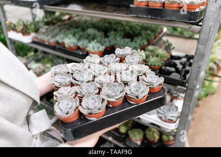 Garden center and wholesale supplier concept. Woman holding a box with plants in her hands. Buying plants for home. Stock Photo