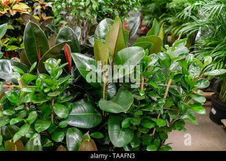 Many different plants in flower pots in flowers store. Garden center and wholesale supplier concept. Green background. Lots of leaves. Stock Photo