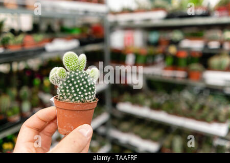 Garden center and wholesale supplier concept. Selective focus on cactus in pots in the hands of man. Buying plants for home. Holding out potted Stock Photo