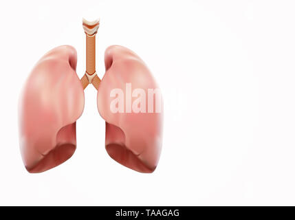 Strong lung Autopsy medical concept, 3D display. Stock Photo