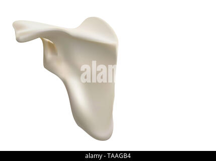 white background vector illustration of a shoulder dislocation Stock