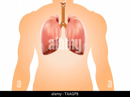 Strong lung Autopsy medical concept, 3D display. Stock Photo