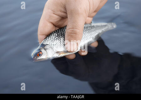 The small roach (Rutilus rutilus) is in a fresh water. The scaly fish is in the fisher's hand. Stock Photo