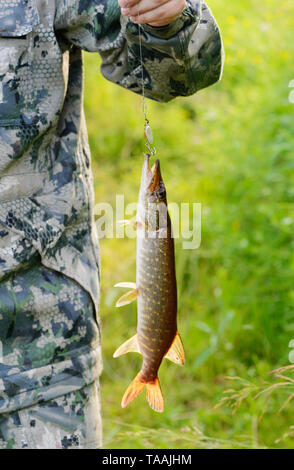 The fisherman is holding the fish. The caught pike (Esox lucius) is hanging on a fishing hook. The catch is in male hand on a blurred background Stock Photo