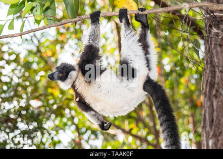 The black-and-white ruffed lemur (Varecia variegata) is an endangered species of ruffed lemur, one of two which are endemic to the island of Madagasca Stock Photo