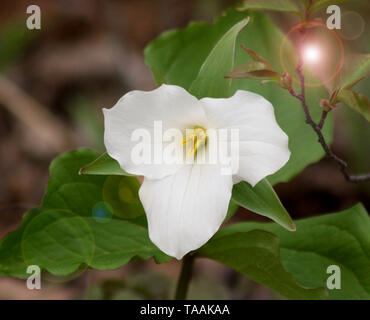 Beautiful white Trillium flower in early morning.  Ontario's Provincial Flower Stock Photo