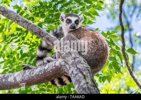 The ring-tailed lemur (Lemur catta) is a large strepsirrhine primate and the most recognized lemur due to its long, black and white ringed tail Stock Photo