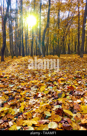Beautiful autumn park -  Maple trees and yellow fallen leaves in sunset sunlight. Autumn landscape Stock Photo