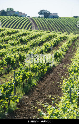 Wineyards, Extremadura, Spain, May 2019 Stock Photo