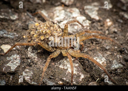 Female wolf spider carrying baby spiderlings on her back Stock Photo