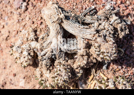 Resistant vegetation on desert like soils at Skazka Canyon, Kyrgyzstan, Central Asia Stock Photo