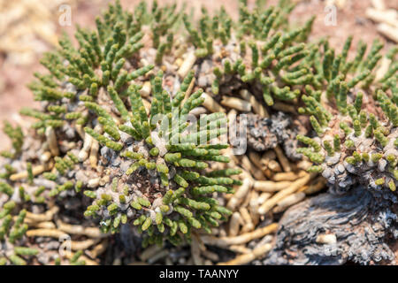 Resistant vegetation on desert like soils at Skazka Canyon, Kyrgyzstan, Central Asia Stock Photo