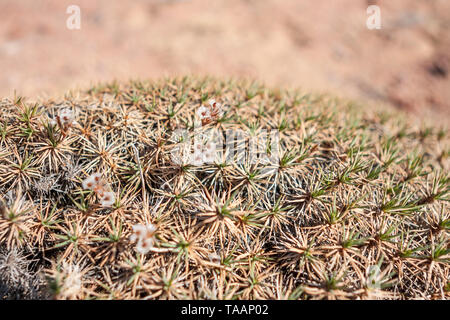 Resistant vegetation on desert like soils at Skazka Canyon, Kyrgyzstan, Central Asia Stock Photo