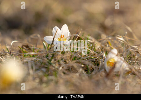 White crocuses, blooming in early spring, against a nice bokeh background of grass, closeup Stock Photo