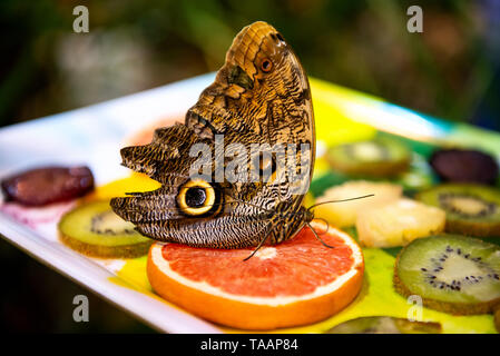 beautiful big butterfly sitting on bright fruits on blurred background Stock Photo