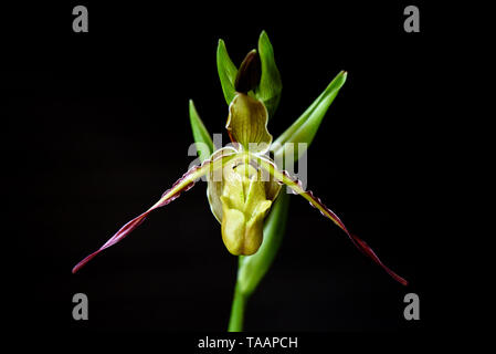 Close up of Phragmipedium longifolium, Rare Orchid Stock Photo