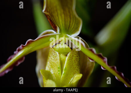 Close up of Phragmipedium longifolium, Rare Orchid Stock Photo