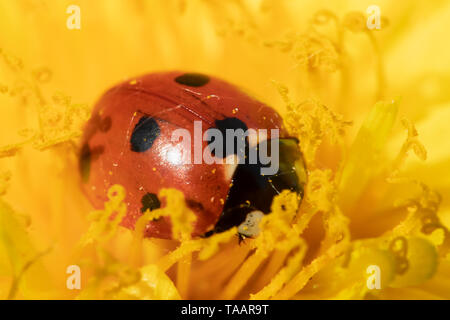 Red ladybug on dandelion flower macro close-up Stock Photo