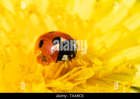 Red ladybug on dandelion flower macro close-up Stock Photo