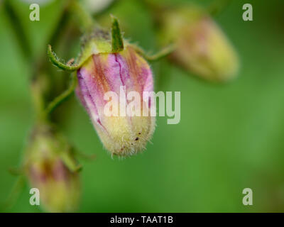 Close up of potato buds, Solanum tuberosum Stock Photo