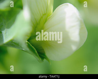 Close up of pea white flower, pisum sativum Stock Photo