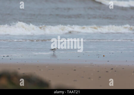 Sanderlings feeding on Norfolk beach Stock Photo