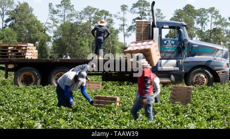 Farm workers pick and pack strawberries at Lewis Taylor Farms using legal Mexican labor May 7, 2019 in Fort Valley, Georgia. A, on May 7, 2019. Farms rely on seasonal labor using the H-2A visa program for temporary agricultural workers often called the guest worker program. Stock Photo