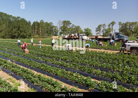 Farm workers pick and pack strawberries at Lewis Taylor Farms using legal Mexican labor May 7, 2019 in Fort Valley, Georgia. A, on May 7, 2019. Farms rely on seasonal labor using the H-2A visa program for temporary agricultural workers often called the guest worker program. Stock Photo