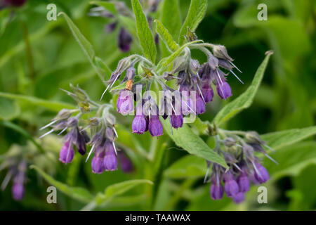 Beinwell Pflanze, mit lila, violett farbener Blüte, und grünen Blättern, auf der Wiese Stock Photo