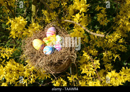 Nest with painted easter eggs surrounded with forsythia Stock Photo