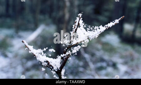 The beauty of winter forest with snow in details. Thin threads of a web and beautiful snowflakes Stock Photo