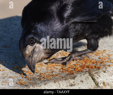 Crow feeding on scraps discarded from fast food tray.