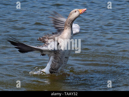 The greylag goose is a species of large goose in the waterfowl family Anatidae and the type species of the genus Anser. Stock Photo