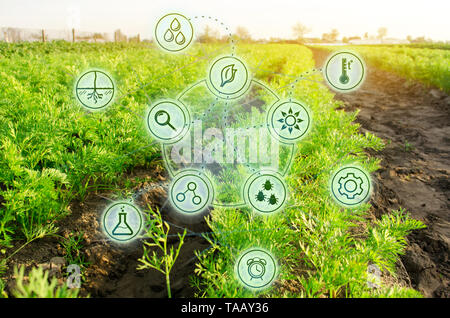 Growing organic vegetables with new technologies. Development of innovation and research. Investing in farming. Study quality of soil and crop. Select Stock Photo
