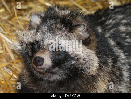 Nuguri Racoon The raccoon dog, also known as the mangut, tanuki or neoguri, is a ...