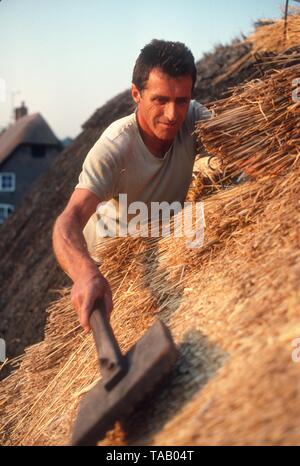 Thatcher working on roof using a legget, UK Stock Photo