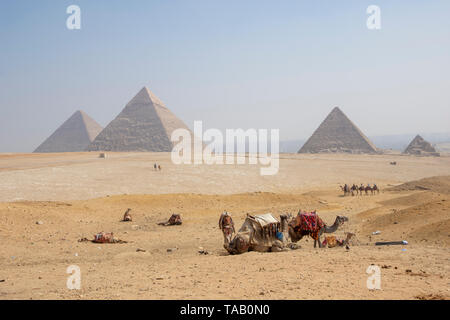 Tourists ride camels near the Great Pyramids of Giza, near Cairo, Egypt.   Camels wait for riders at the Great Pyramids. Tourism is critcal to today's Stock Photo