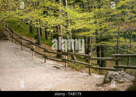 Path in wood in spring. Wooden fence in wild forest landscape. Mountain Hike trail. Deciduous trees. Nature park. Schwarzwald, Germany. Black forest. Stock Photo