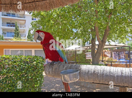 PALMA, MALLORCA, SPAIN - MAY 22, 2019: Ara parrots perched on wood pole on Marineland on May 22, 2019 in Palma, Mallorca, Spain. Stock Photo