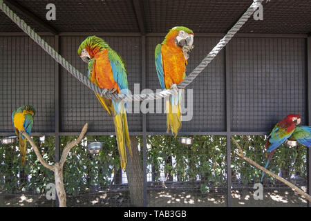 PALMA, MALLORCA, SPAIN - MAY 22, 2019: Ara parrots perched on wood pole on Marineland on May 22, 2019 in Palma, Mallorca, Spain. Stock Photo