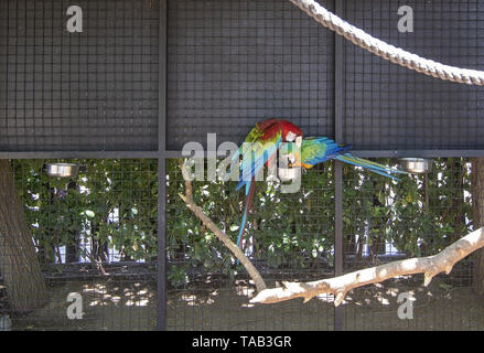 PALMA, MALLORCA, SPAIN - MAY 22, 2019: Ara parrots perched on wood pole on Marineland on May 22, 2019 in Palma, Mallorca, Spain. Stock Photo