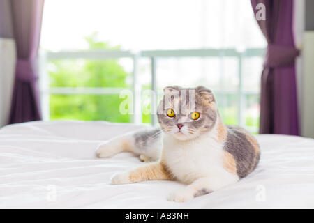 cute Scottish Fold cat on the bed . Stock Photo
