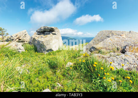 summer nature scene on top of a hill. yellow dandelions among rocks on a grassy slope. sunny weather with clouds on the blue sky. peaceful forenoon Stock Photo